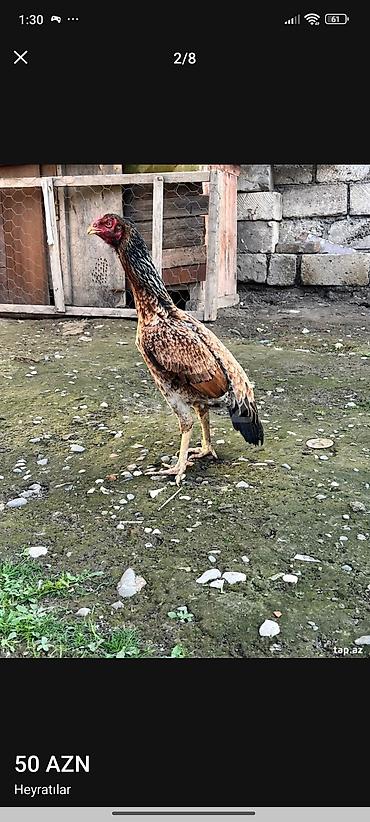 il: Salam maşallah temiz qan Patel qiymət 60manat ayağı ağır olumludu — 1