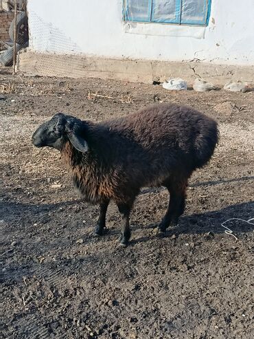 Бараны, овцы: Продаю | Овца (самка), Баран (самец) | Гиссарская | Для разведения | Осеменитель, Матка — 7