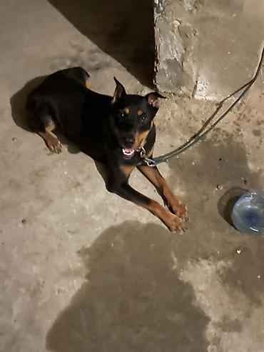 dişi doberman: Doberman, 1 il, Dişi, Peyvəndli, Ödənişli çatdırılma, Ünvandan götürmə — 3