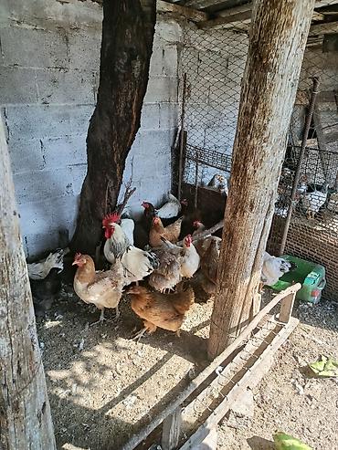 А/ч жаныбарлары үчүн тоюттар: Продам кур несушек — 1