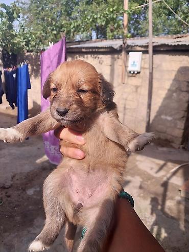 İtlər: 1 ay — 6