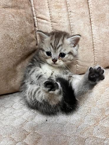 Pişiklər: Britan — 11