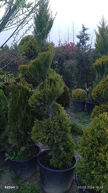 sam agaclarin satisi: Satılır: Qutuda dekorativ və meyvə-ağacı tingləri, həmçinin bəzək — 8