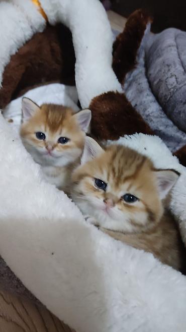 Pişiklər: Qızıl şinşilla, Erkək, Yaxşı əllərə, Ünvandan götürmə — 11