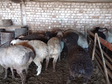 овцы гиссарской породы: Продаю | Баран (самец) | Гиссарская, Эдильбаевская | На забой | Племенные, Кастрированные