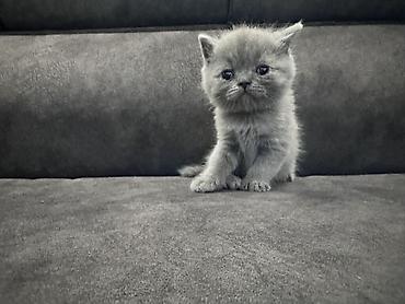 Мышыктар: Готовы к бронированию котята: Scottish fold и Scottish straight — 4