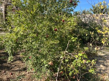 Torpaq sahələrinin satışı: 9 sot, Mülkiyyətçi, Kupça (Çıxarış) — 14