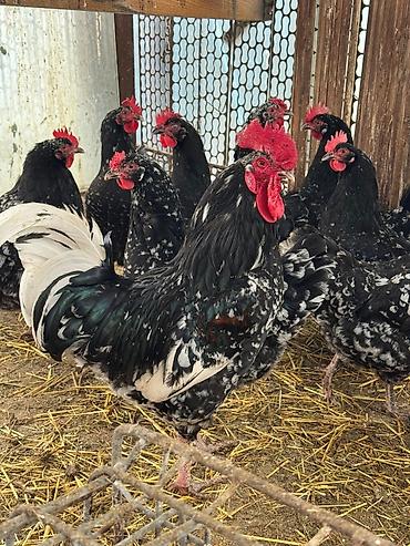 Куры, петухи: Продаю | Цыплята | Для разведения — 6