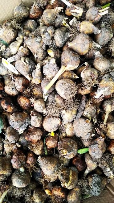 аммофос цена за тонну: Продаю луковицу тюльпана после выгонки цена договорная