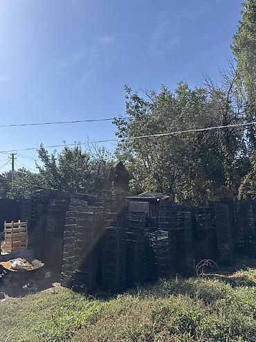 Пластик кабыл алуу: Пластик кабыл алуу — 2