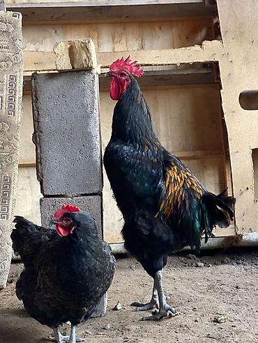 Куры, петухи: Продаю | Петух | Для разведения at lalafo.kg — 5 Куры, петухи: Продаю | Петух | Для разведения — 5