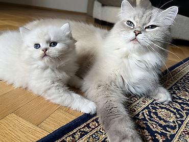 silver şinşilla: Şinşilla — 6