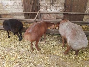 Продаю | Овца (самка) | Гиссарская | Для разведения at lalafo.kg — 2 Продаю | Овца (самка) | Гиссарская | Для разведения — 2