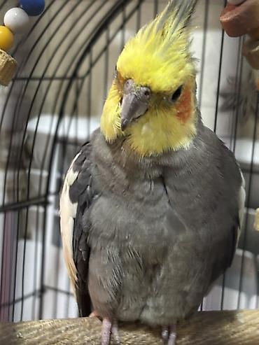 Nimfa (Cockatiel) tutuquşu - Növ: Nimfa (Nymphicus hollandicus) –