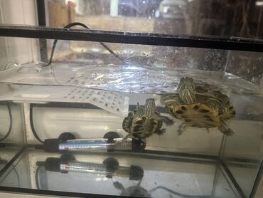 Башка жаныбарлар: Продаю краснаухих черепах 
Аквариум обогреватель островок 
Цена 5500