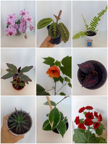 Комнатные растения: Комнатные растения и цветы Цены на фото Доставка по городу 150 сом