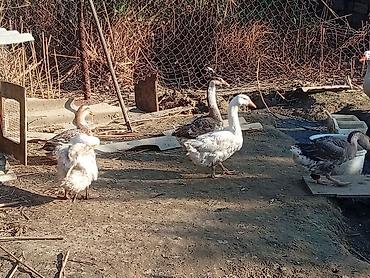 ev quşlarının satışı: Sağlam və təmiz baxımlı heyvanlardır buyrun real alıcı əlage saxlasın — 2