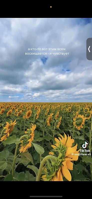 🌾 ПРОДАЁТСЯ 5 ГЕКТАРОВ ЗЕМЛИ! 🌾 📍 Село Кошкоргон Продаётся земельный