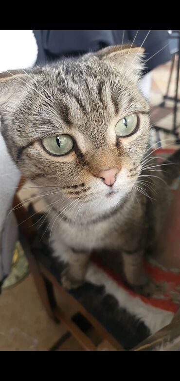 мейн кун бишкек питомник lyubushka купить котенка цена фото: Найдена : Скотиш Фолд (Шотландская вислоухая), Девочка