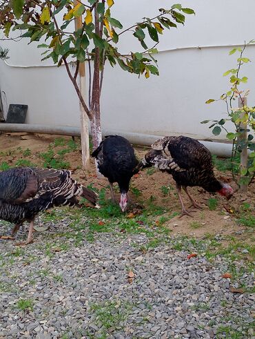 Cücələr: Hinduşka cücələri, Damazlıq — 23