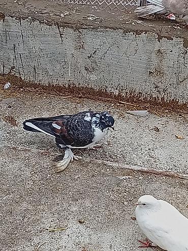 qizil qus: Cins: Bəzəkli göyərçin (saçsaqqallı/çüt pəncəli, lələkli pəncələr) — 1