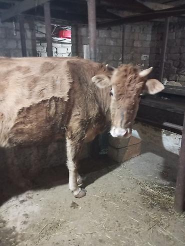 Inəklər, öküzlər: Inək satılır 1ci balasıdır balası dişidi inək 3 məsindən 8l süd verir — 4
