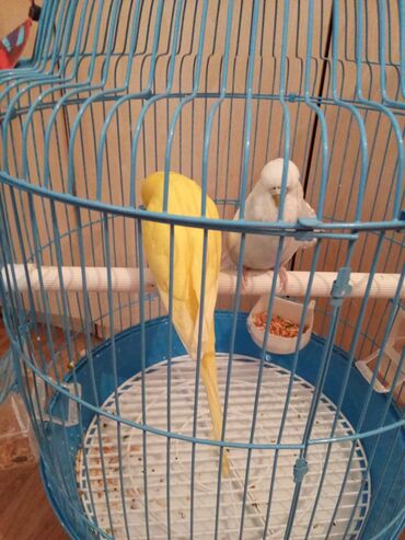 Tutuquşları: 1cut.erkek dişi.1yaş yoxdu.çex tutuquşu.saqlam.teze qefes.yuva teze — 2