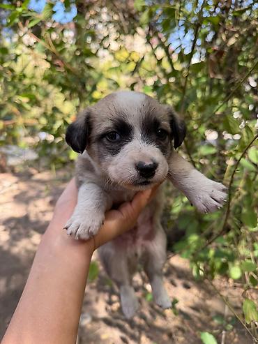 Отдам даром собаку: 🐾 7 чудесных щенят ищут добрые руки! 🐾❤️ Отдаём семерых здоровеньких — 3