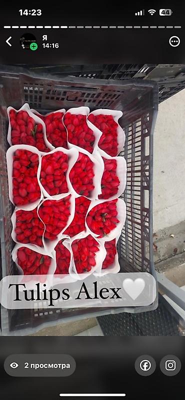 Цветы и букеты: Тюльпаны Tulips Alex💐🌷🌷 - Срезанные тюльпаны в упаковках по пучкам, в — 8