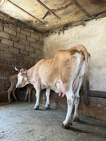 inək: 13 litir süd verir 3 qarına dogub 1 aydı dogub balası dişdi — 2