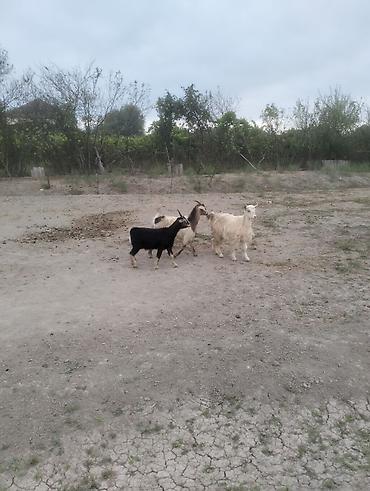 balali keci: Super cepisder edi - Növ: Keçi - Say: 3 baş - Rənglər: bir baş — 3
