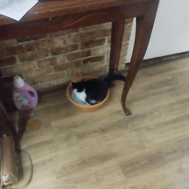 пантера коттедж слив: Отдам даром котенка только в надёжные руки,пол не знаю 🤷в добрые — 3