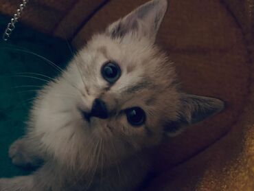 дом для котят: Мышык бекер берилет: Токой, 8 айлык, Ургаачы, Лотокко барууга үйрөтүлгөн, Эмделген