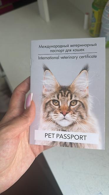 для скота: 🐱 Продаётся кошечка Мия 🤍 Шотландская вислоухая девочка, 7 месяцев — 4