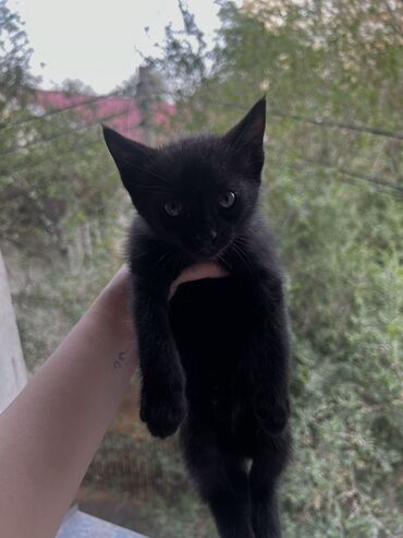 животные котенок: 3 месяца, Девочка, Черный, Проглистована