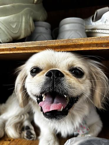 İtlər: Pekines, 1 il, Dişi, Peyvəndli, Ödənişli çatdırılma, Rayonlara çatdırılma — 2