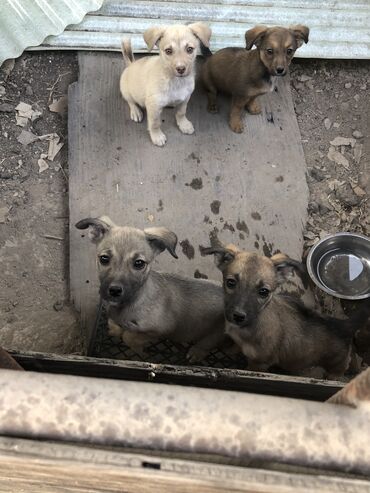 Отдам даром: Отдам щенят в хорошие руки! 🐶 Щенята здоровы, активны и дружелюбны. Им