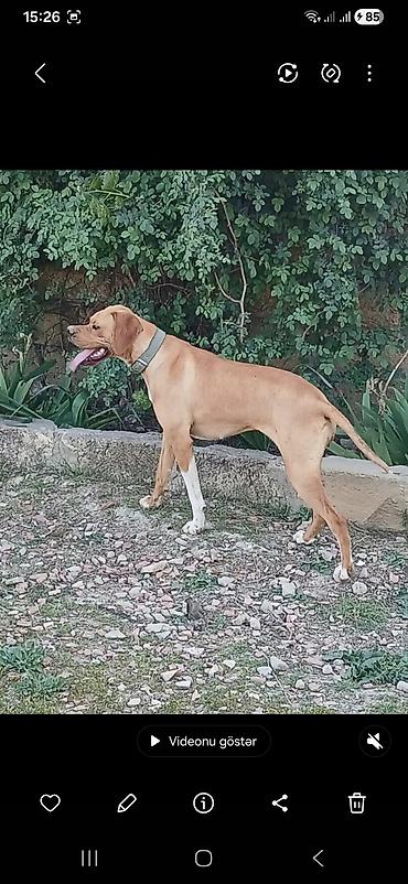 İtlər: 2 il, Dişi, Peyvəndli, Ödənişli çatdırılma — 2