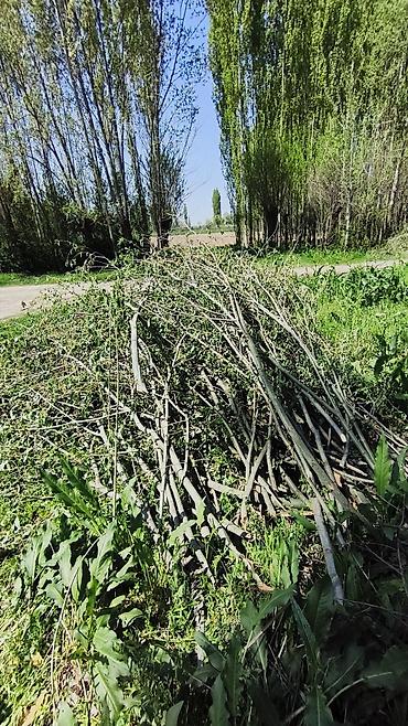 Дрова: Дрова Тополь, Самовывоз — 10