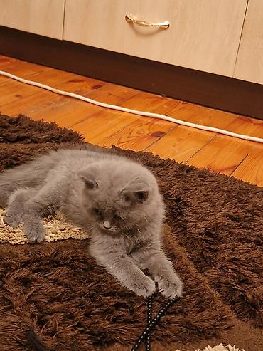 Pişiklər: Yaxşı əllərə — 6