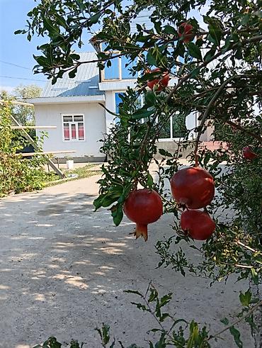 кыргызские сувениры бишкек: Чон жер уй сатылат.аянты кенен сууга жакын аркасы талаа мал баканга — 7