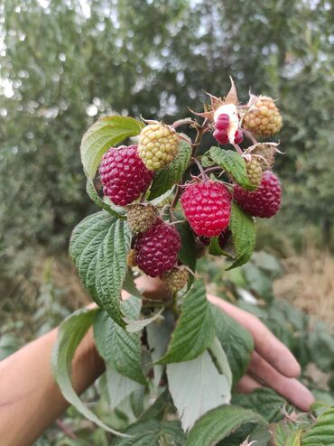 Малина: Малина Бесплатная доставка — 12