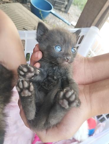 собаки щенки: Милые котята ищут заботливый дом! 🏡💕 Котята маленькие, спокойные и — 2