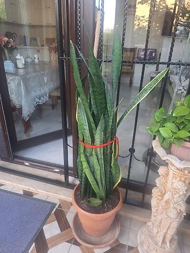 yaşil: Sansevieria (Qayın dili) – iri ölçülü otaq bitkisi - Növ: Sansevieria — 1