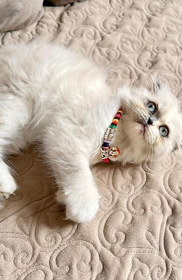 Pişiklər: Fars — 4