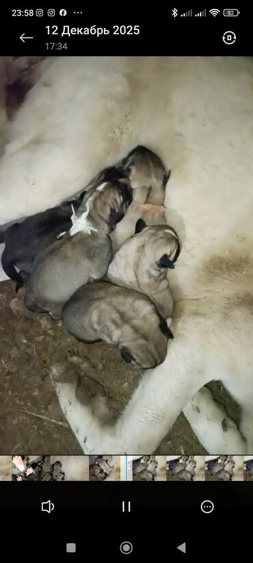 Продажа собак: Кангал чистокровный Пастушьи собаки крупного типа (светло-палевый — 10