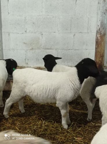 кармушки для овец: Продаю | Овца (самка), Ягненок, Баран (самец) | Для разведения