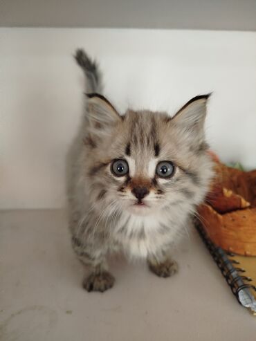 котята сибирской кошки: 1 месяц, Девочка, Серый, Метис, Приучена к лотку, Проглистована