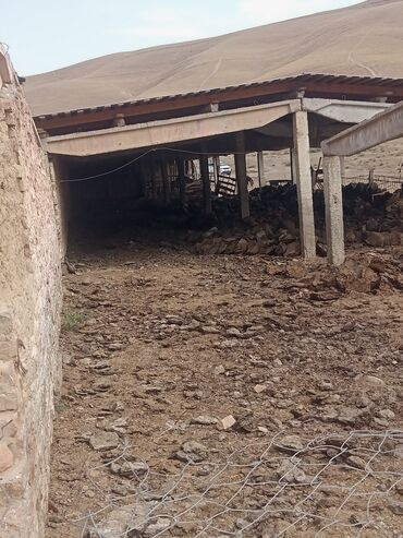 Сельхоз предприятия: Крупный сельскохозяйственный объект для содержания скота Описание: - — 3