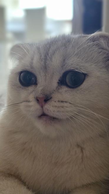 Другие с/х животные: Satılır: Çox gözəl və baxımlı Scottish Fold Silver Shaded pişik! — 2